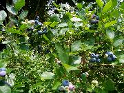 blueberry.jpg.jpg